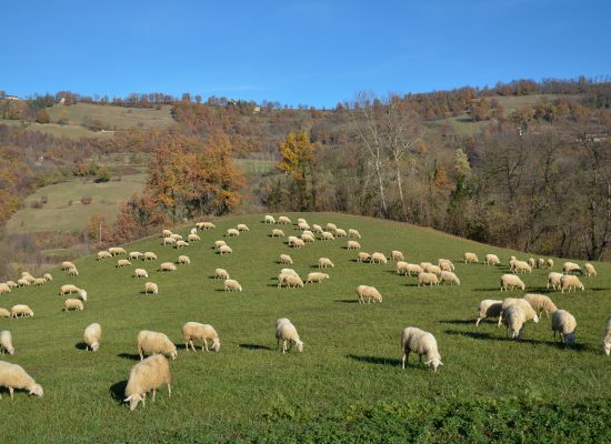 13. roberta-adami- prato a pecorelle in Alta Langa - Paroldo